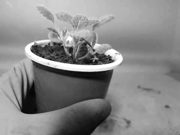 Semis - très beaux semis de sauge dans un pot dans une main gantée — Photo