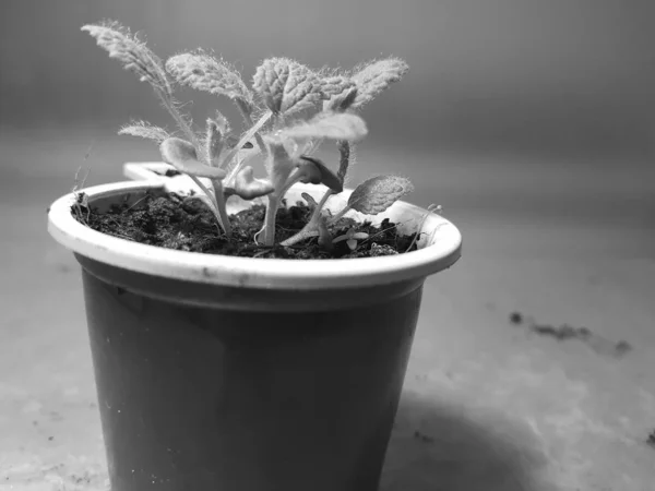 Seedlings - very beautiful seedlings of sage in a pot — Stock Photo, Image