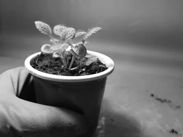 Zaailingen-zeer mooie salie zaailingen in een pot in een handschoenen — Stockfoto