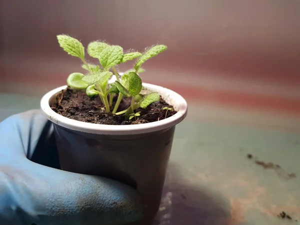 Semis - très beaux semis de sauge dans un pot dans une main gantée — Photo