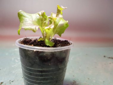 Fide - bir tencere veya fincan marul çok güzel fideler