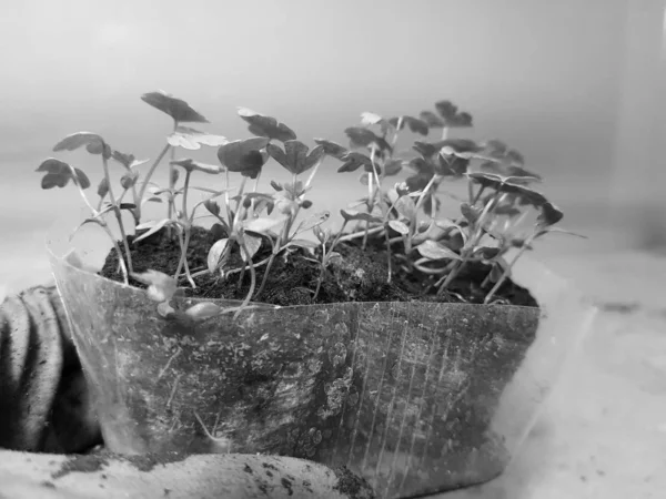 Las plantas de semillero - las plantas muy hermosas de apio en la cacerola en la mano enguantada — Foto de Stock