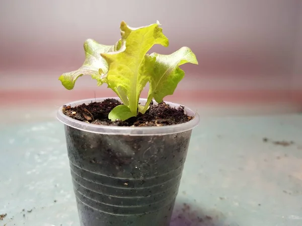 Plantor-mycket vackra plantor av sallad i en kruka eller kopp — Stockfoto