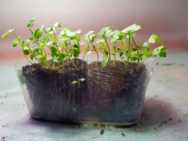 Semis - très beaux semis de céleri dans un pot — Photo