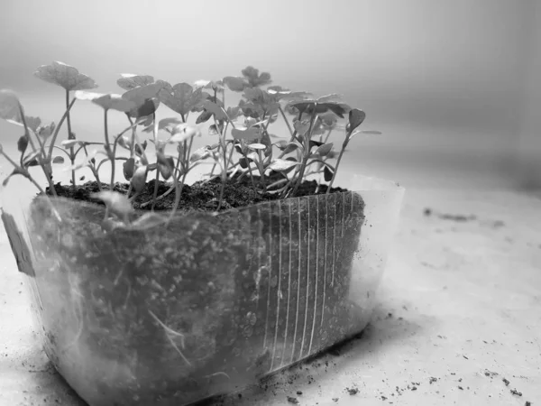 Seedlings - very beautiful celery seedlings in a pot — Stock Photo, Image