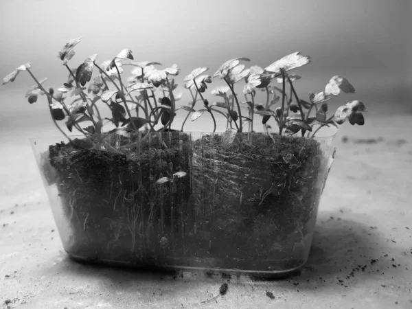 Sadzonki-bardzo piękne sadzonki selera w garnku — Zdjęcie stockowe