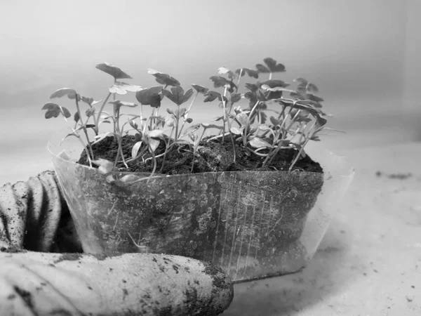 Саженцы - очень красивые саженцы сельдерея в кастрюле в перчатке — стоковое фото