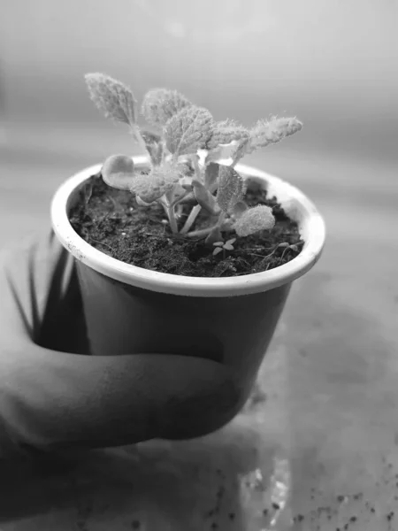 Las plantas de semillero - las plantas muy hermosas salvia en la cacerola en la mano enguantada —  Fotos de Stock