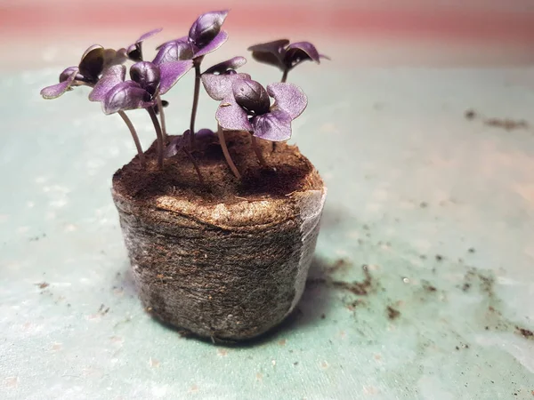 Mudas - mudas muito belas de manjericão em um pote — Fotografia de Stock