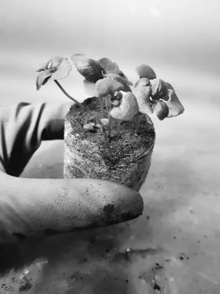 Semis - très beaux semis de basilic dans un pot à la main gantée — Photo