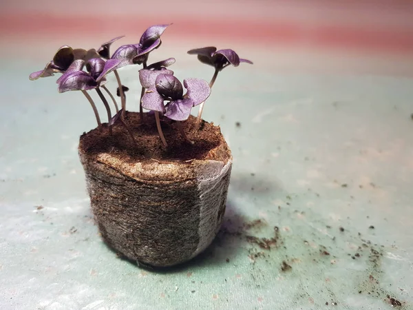 Las plantas de semillero - las plantas muy hermosas de la albahaca en la cacerola — Foto de Stock