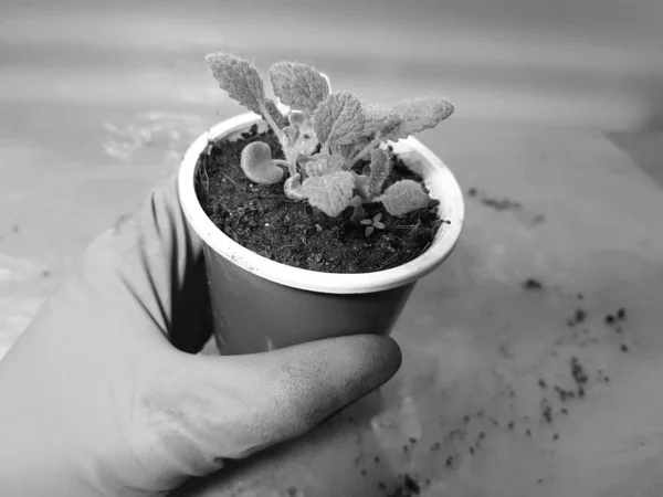 Semis - très beaux semis de sauge dans un pot dans une main gantée — Photo