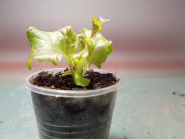 Fide - bir tencere veya fincan marul çok güzel fideler