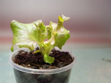 Fide - bir tencere veya fincan marul çok güzel fideler