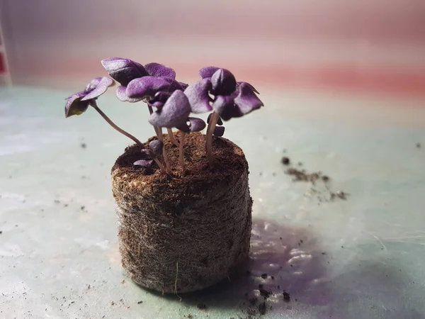 Seedlings - very beautiful seedlings of basil in a pot — Stock Photo, Image