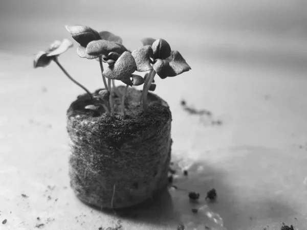 Zaailingen-zeer mooie zaailingen van basilicum in een pot — Stockfoto