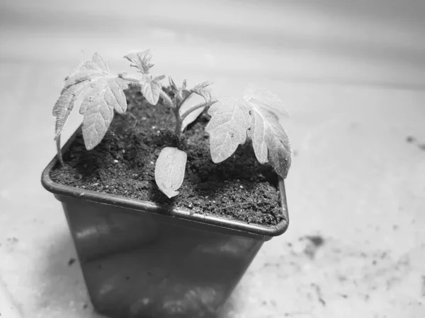 Seedlings - very beautiful seedlings of tomato or tomato in a pot — Stock Photo, Image