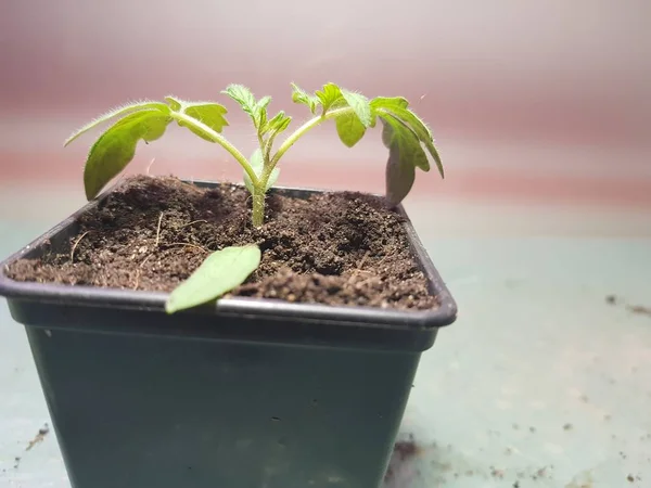 Las plantas de semillero - las plantas muy hermosas del tomate o el tomate en la cacerola —  Fotos de Stock