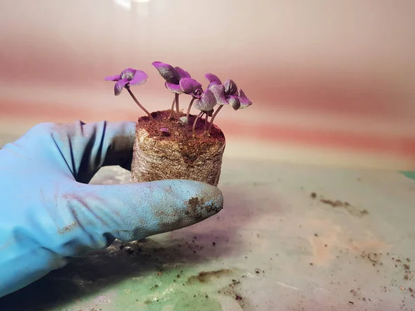 Las plantas de semillero - las plantas muy hermosas de albahaca en la cacerola en la mano enguantada Fotos de stock