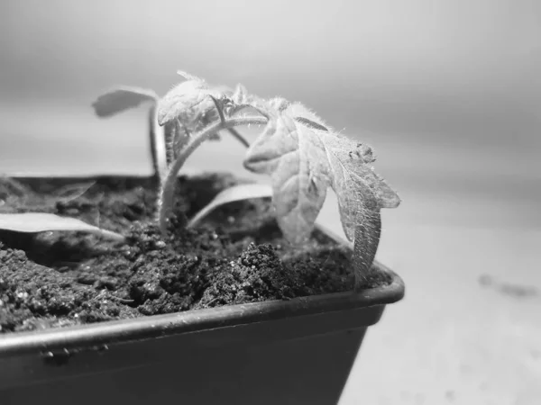 Seedlings - very beautiful seedlings of tomato or tomato in a pot — Stock Photo, Image