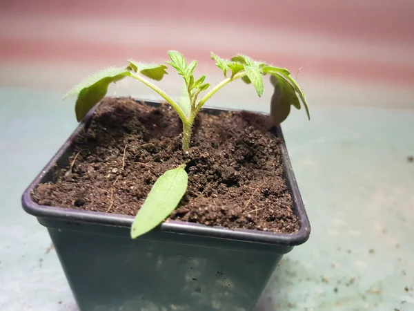 Las plantas de semillero - las plantas muy hermosas del tomate o el tomate en la cacerola —  Fotos de Stock