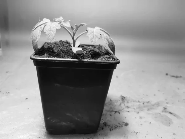 Palánták-nagyon szép csemeték paradicsom vagy paradicsom egy pot — Stock Fotó