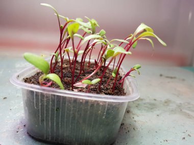 Fide - bir tencerede çok güzel pazı fidesi