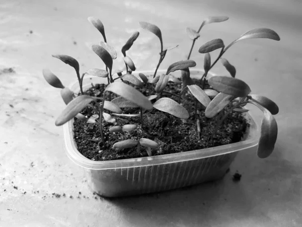 Las plantas de semillero - las plantas muy hermosas de acelga en la cacerola —  Fotos de Stock
