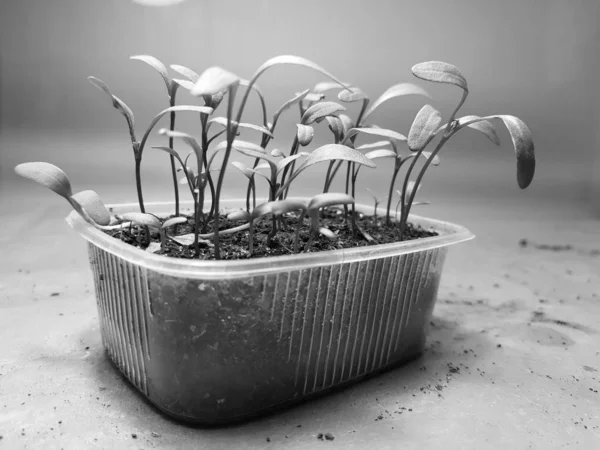 Las plantas de semillero - las plantas muy hermosas de acelga en la cacerola — Foto de Stock