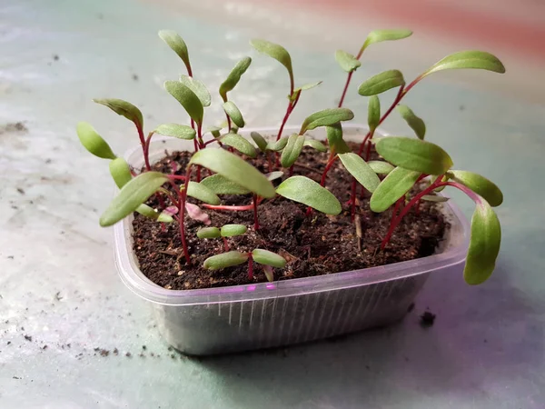 Las plantas de semillero - las plantas muy hermosas de acelga en la cacerola — Foto de Stock