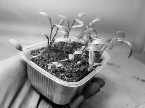 Las plantas de semillero - las plantas muy hermosas de acelga en la cacerola en la mano enguantada —  Fotos de Stock