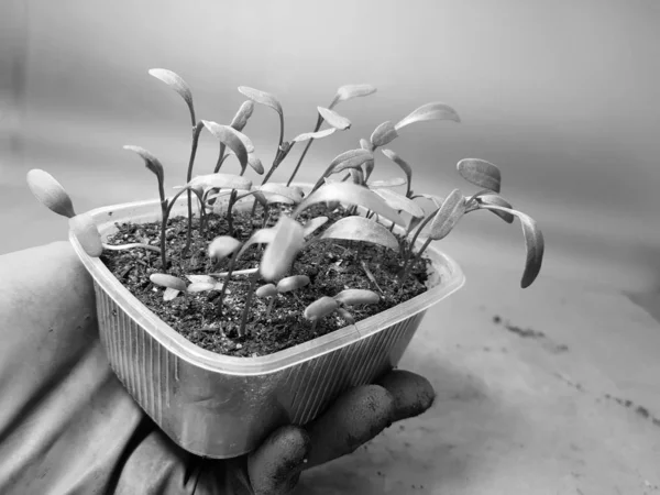 Las plantas de semillero - las plantas muy hermosas de acelga en la cacerola en la mano enguantada — Foto de Stock