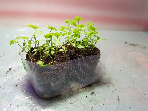 Plantor-mycket vackra selleri plantor i en kruka Stockbild