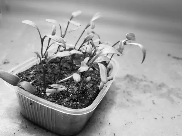 Las plantas de semillero - las plantas muy hermosas de acelga en la cacerola — Foto de Stock