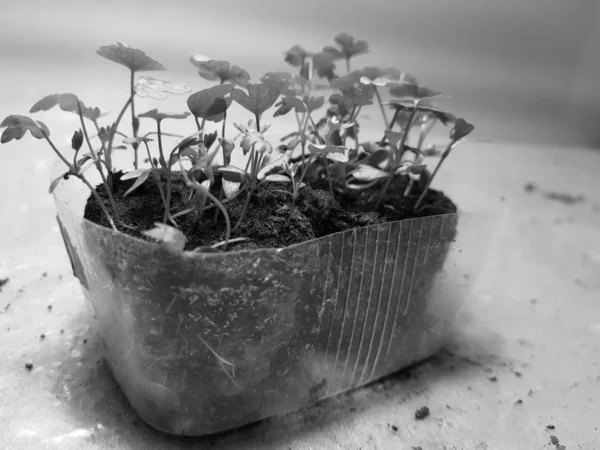 Seedlings - very beautiful celery seedlings in a pot — Stock Photo, Image