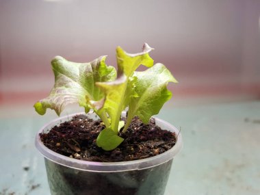 Fide - bir tencere veya fincan marul çok güzel fideler