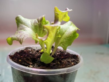 Fide - bir tencere veya fincan marul çok güzel fideler