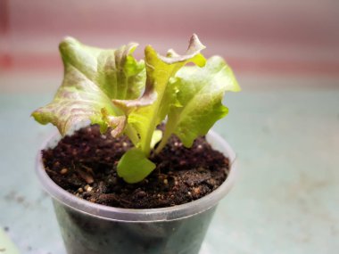 Fide - bir tencere veya fincan marul çok güzel fideler