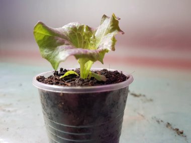 Fide - bir tencere veya fincan marul çok güzel fideler