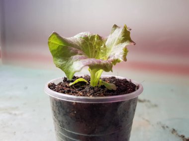 Fide - bir tencere veya fincan marul çok güzel fideler