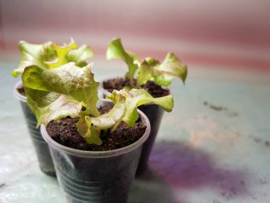 Fide - bir tencere veya fincan marul çok güzel fideler