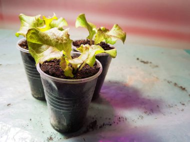 Fide - bir tencere veya fincan marul çok güzel fideler