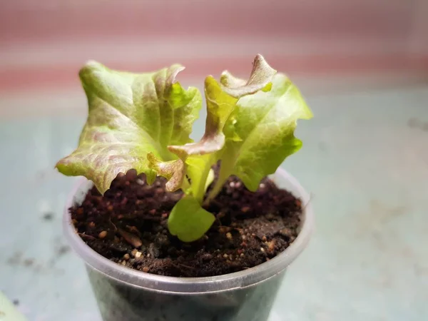 Sämlinge - sehr schöne Salatpflanzen im Topf oder Becher — Stockfoto