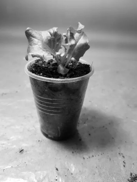 Las plantas de semillero - las plantas muy hermosas de la lechuga en la cacerola o la taza — Foto de Stock
