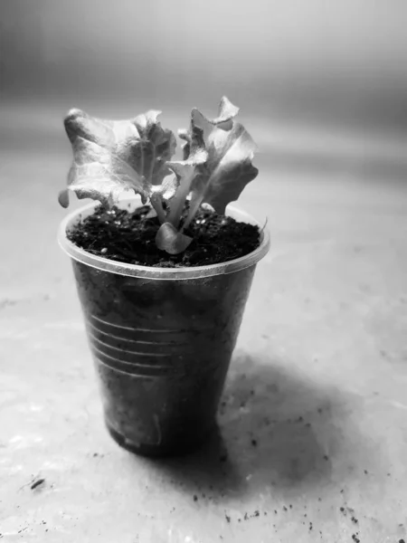 苗 - ポットやカップにレタスの非常に美しい苗 — ストック写真