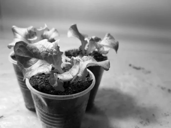 Semis - très beaux semis de laitue dans un pot ou une tasse — Photo