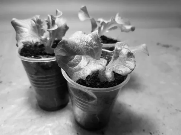 Las plantas de semillero - las plantas muy hermosas de la lechuga en la cacerola o la taza —  Fotos de Stock