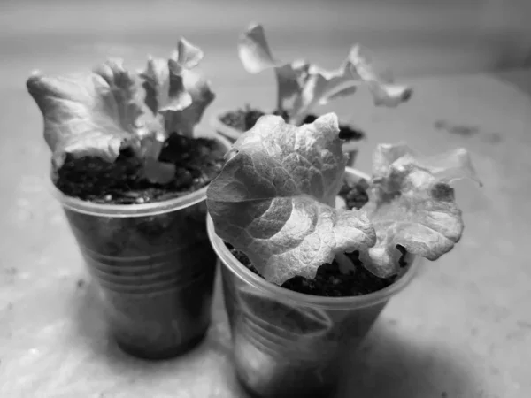 모종 - 냄비 또는 컵에 양상추의 매우 아름다운 묘목 — 스톡 사진