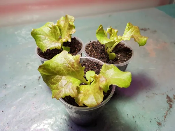 Semis - très beaux semis de laitue dans un pot ou une tasse — Photo