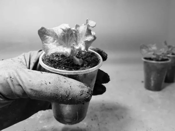 Las plantas de semillero - las plantas muy hermosas de la lechuga en la cacerola o la taza en la mano en el guante —  Fotos de Stock